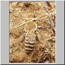 Colletes succinctus - Heidekraut-Seidenbiene w01 11mm.jpg